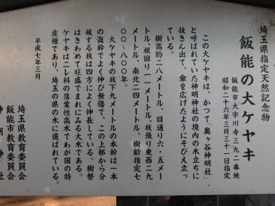 神明神社の大ケヤキの前の看板